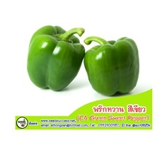 พริกหวาน สีเขียว  (Green Sweet Bell Pepper) / 20 เมล็ด