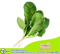 ปวยเล้ง (Spinach) / 150 เมล็ด