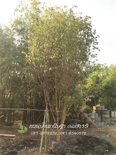 ต้นรวงผึ้ง