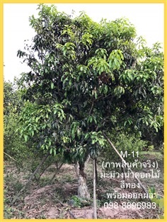 M-11 ต้นมะม่วงน้ำดอกไม้สีทองเมืองปราจีนบุรี (ภาพสินค้าจริง) | ฉลองรัตน์พันธุ์ไม้ - เมืองปราจีนบุรี ปราจีนบุรี