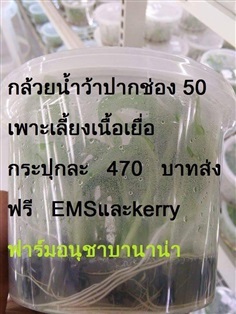 กล้วยน้ำว้าปากช่อง 50