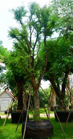 ต้นจามจุรี ทั้งขนาดเล็กและใหญ่