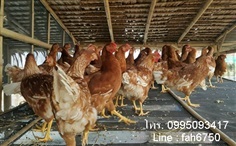 ขายปลีก-ส่ง ไก่ไข่สาวพร้อมไข่ อายุ 17-20 สัปดาห์ 