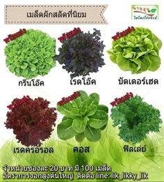 เมล็ดผักสลัด | ทานสุขไฮโดรโปรนิกส์ -  ฉะเชิงเทรา