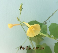 ดอกผักบุ้งฝรั่งสีเหลือง  ( Morning Glory มอร์นิ่งกลอรี่ ) 