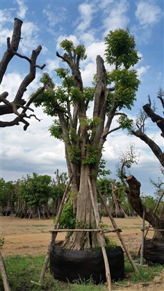 ต้นแคนา | สวนไม้เรณู -  ชัยนาท