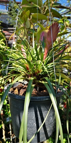 สับประรดสี Tillandsia cyanea