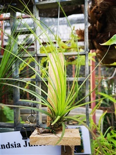 สับประรดสี Tillansia juncea