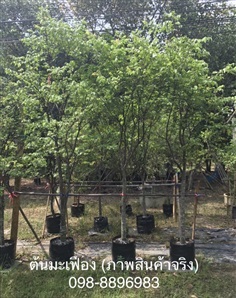 ต้นมะเฟืองสูง 2.00-3.00เมตร (ภาพสินค้าจริง) | ฉลองรัตน์พันธุ์ไม้ - เมืองปราจีนบุรี ปราจีนบุรี