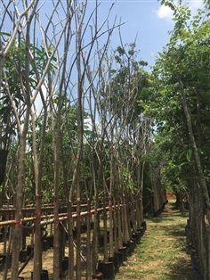 ชมพูพันธุ์ทิพย์ | ไอลดา - เมืองปราจีนบุรี ปราจีนบุรี