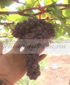 องุ่นไร้เมล็ด บิวตี้ ซีดเลส(Beauty seedless)