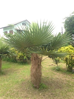 ขายต้นปาล์มเคราฤาษี | Old Man Palm - เชียงคำ พะเยา