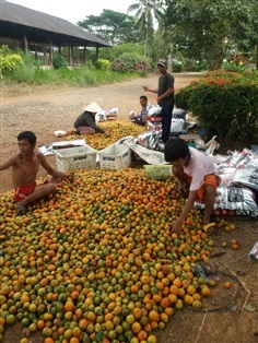 หมากแดง | สวนมะนาวเมืองตราด - เขาสมิง ตราด