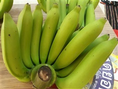 ขาย กล้วยหอมทอง organic จำนวนมาก