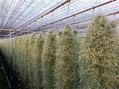 จำหน่ายเคราฤาษี Spanish moss 