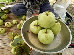 ขายกิ่งพันธุ์ฝรั่งกิมจู หวานพิรุณ | ไร่ประณิตา - พรรณานิคม สกลนคร