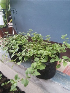 ออริกาโน่ (Oregano)