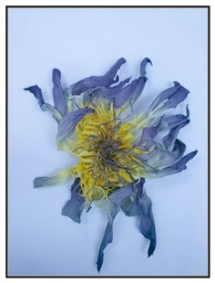 ชาดอกบัวอบแห้ง Blue  Lotus flower Tea 50 g