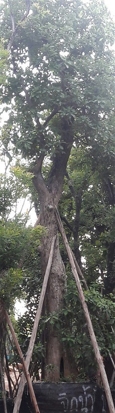 ต้นจิกน้ำ | สวนสุวนันท์ พันธุ์ไม้ - แก่งคอย สระบุรี