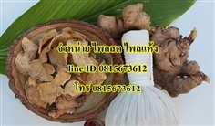 ไพล ไพลเหลือง ไพลสด ไพลแห้ง สมุนไพร สมุนไพรไทย | Thaiherb.supply - บางนา กรุงเทพมหานคร