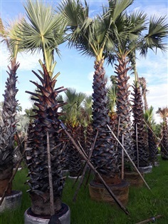 ตาลโตนด(Toddy Palm)