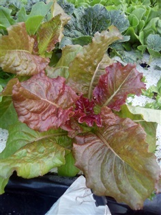 เมล็ดสลัด เรดปัตตาเวีย (Red Batavia Lettuce) | สวนป้าอ้อยพืชผักและสมุนไพรพื้นบ้าน - พาน เชียงราย