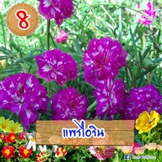 แพรไอริน