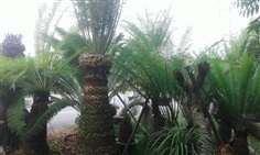 ขายปรงเขาชะเมา (Cycas chamaoensis K.D.Hill)