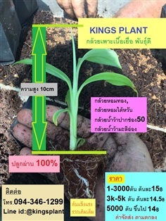 กล้วยเพาะเลี้ยงเนื้อเยื่อ พร้อมปลูกถุงดำ | กล้วยเพาะเนื้อเยื่อ พันธุ์ดีลูกดก - บรรพตพิสัย นครสวรรค์