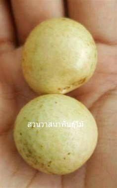 ลำไยขาว