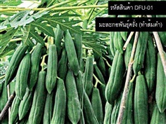 เมล็ดพันธุ์มะละกอครั่ง (จำหน่ายเมล็ดพันธุ์มะละกอครั่ง) | thailandseedshop - เมืองสมุทรปราการ สมุทรปราการ