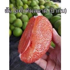 ผลส้มโอทับทิมสยาม | ส้มโอทับทิมสยาม อัมรินทร์ - เมืองนครศรีธรรมราช นครศรีธรรมราช