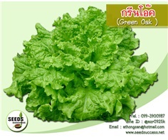 กรีนโอ๊ค (Green Oak Blacck seed Simpson)