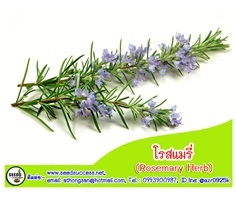 โรสแมรี่ (Rosemary)