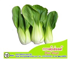 กวางตุ้งฮ่องเต้ (Pak Choy)