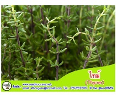 ไทม์ (Thyme) / 200 เมล็ด