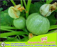 ซูกินีกลม (Squash Round Zucchini)