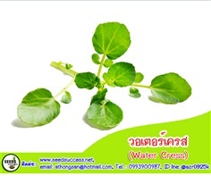 วอเตอร์เครส (Watercress) / 200  เมล็ด