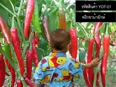 เมล็ดพันธุ์พริกยักษ์ (เมล็ดนำเข้าคุณภาพดี)