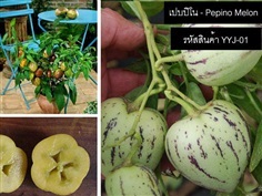 เมล็ดพันธุ์เปบปิโนเมล่อน(จำหน่ายเมล็ดพันธุ์นำเข้าคุณภาพดี)