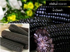 เมล็ดพันธุ์ข้าวโพดดำ(จำหน่ายเมล็ดพันธุ์นำเข้าคุณภาพดี)