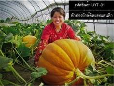 เมล็ดพันธุ์ฟักทองยักษ์(จำหน่ายเมล็ดพันธุ์นำเข้าคุณภาพดี)