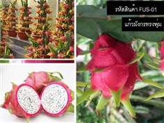 เมล็ดพันธุ์แก้วมังกรทรงพุ่ม(จำหน่ายเมล็ดพันธุ์นำเข้าคุณภาพดี | thailandseedshop - เมืองสมุทรปราการ สมุทรปราการ