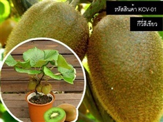 เมล็ดพันธุ์กีวี(จำหน่ายเมล็ดพันธุ์นำเข้าคุณภาพดี)