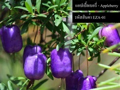 เมล็ดพันธุ์แอปเปิ้ลเบอรี่(จำหน่ายเมล็ดพันธุ์นำเข้าคุณภาพดี)