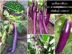 เมล็ดพันธุ์มะเขือยาวสีม่วง(จำหน่ายเมล็ดพันธุ์คุณภาพดี)