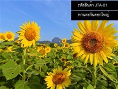 เมล็ดพันธุ์ทานตะวันดอกใหญ่ (จำหน่ายเมล็ดพันธุ์คุณภาพดี)