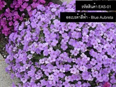 เมล็ดพันธุ์ออเบรต้าสีฟ้า(จำหน่ายเมล็ดพันธุ์นำเข้าคุณภาพดี)