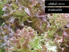 เมล็ดพันธุ์ผักสลัดเรดโอ๊ค(จำหน่ายเมล็ดพันธุ์คุณภาพดี) | thailandseedshop - เมืองสมุทรปราการ สมุทรปราการ