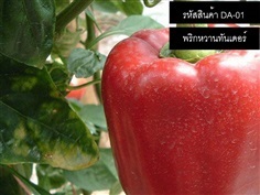 เมล็ดพันธุ์พริกหวานทันเดอร์(จำหน่ายเมล็ดพันธุ์คุณภาพดี)